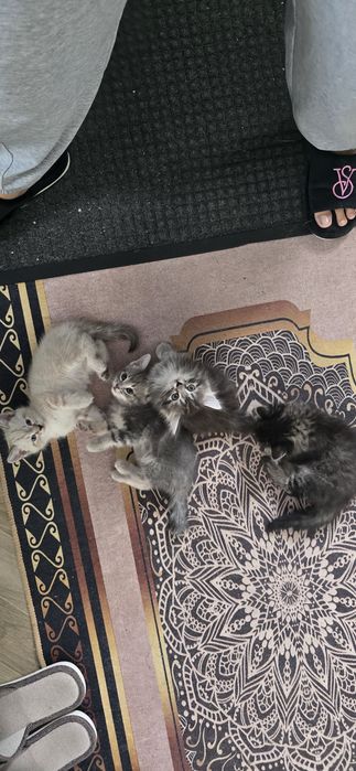 Продам красивых котят!