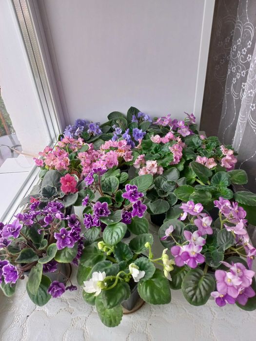 Продам фиалки (сенполии)