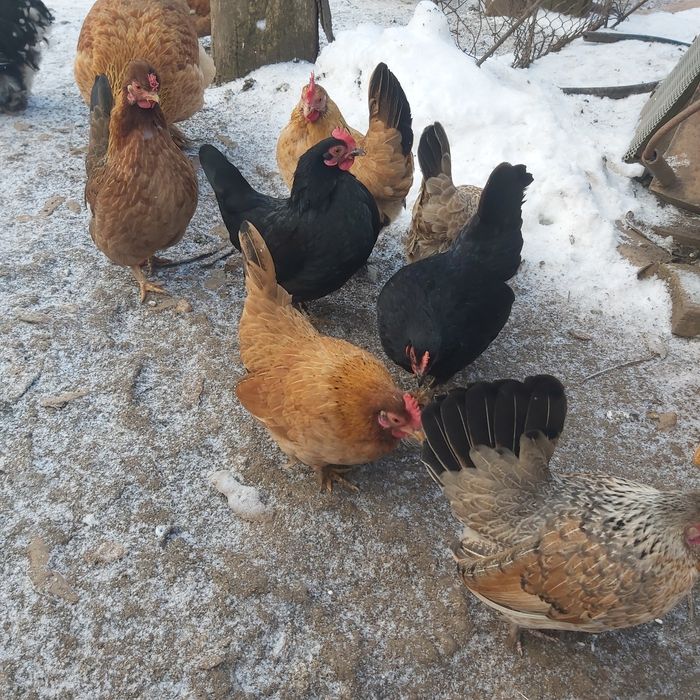 Găinușe și cocoșei pitici