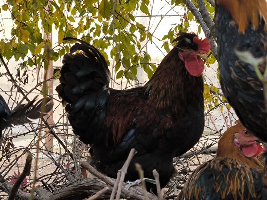 Қораздар сатылады, үйдікі, мықты, жас