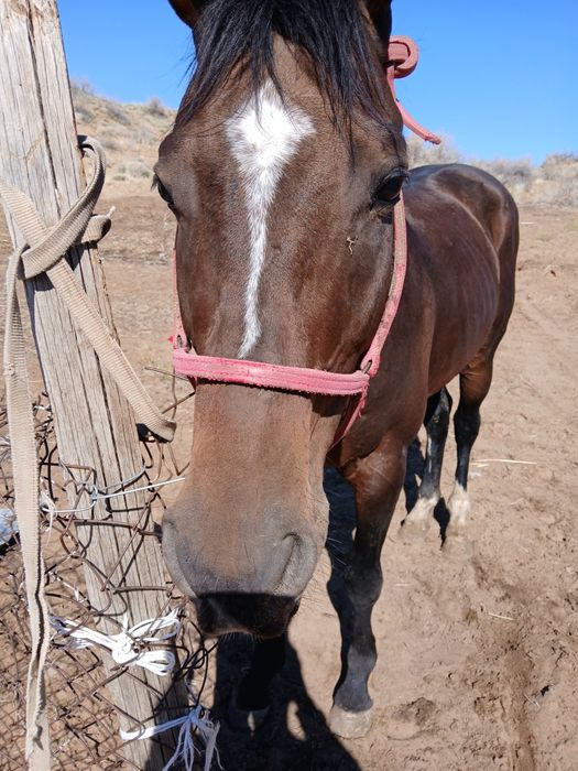 Жылқы сатылады срочно