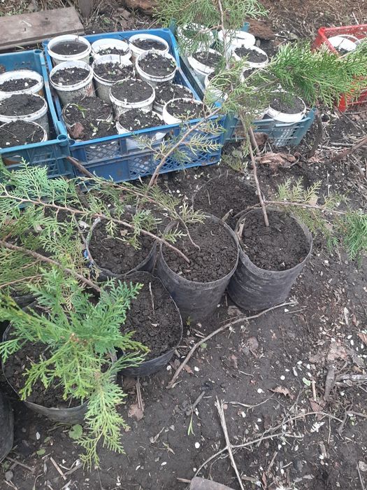 Саженцы туя каштан