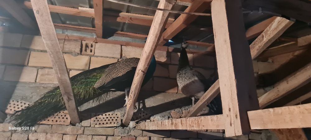 Свободни двойка работна