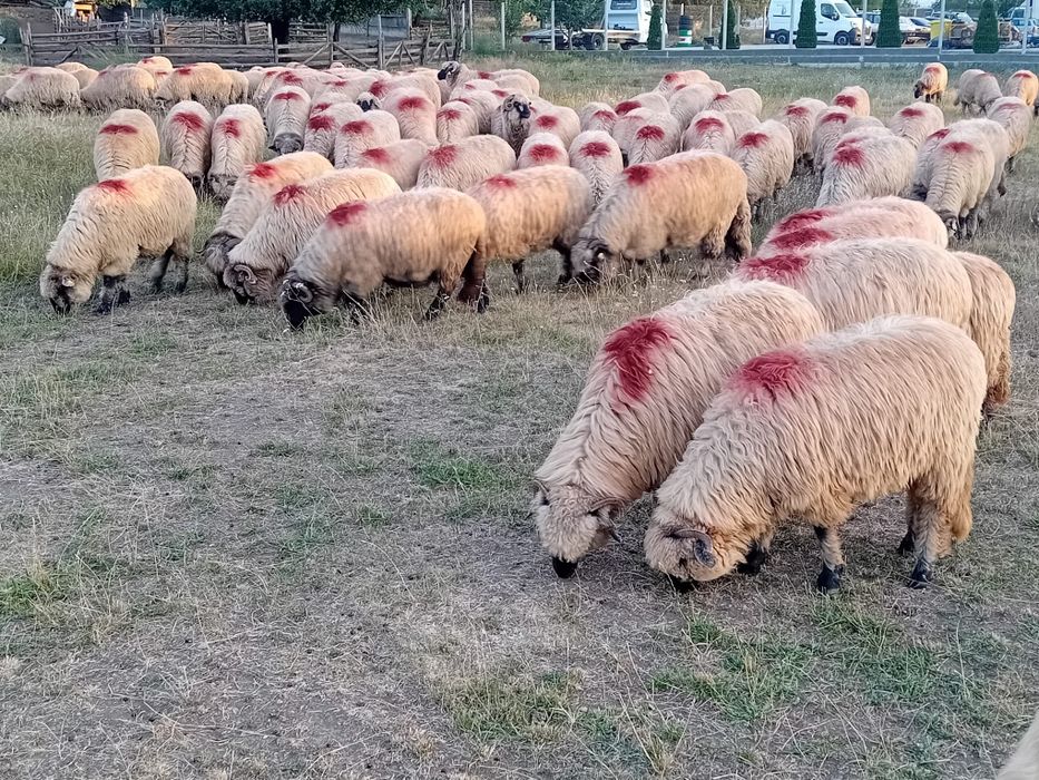 Oi bucali de vânzare