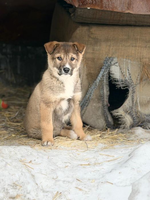 Отдам щенка 2 месяца