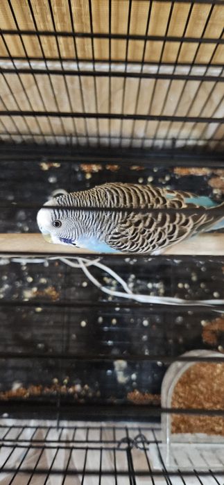 Продаются попугаи