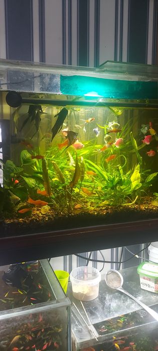 Рыбки аквариумные