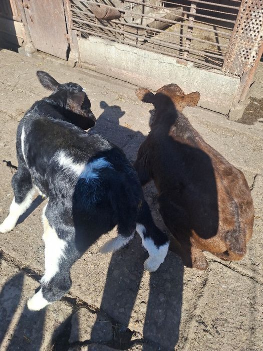 Vând doi viței.  Vârstă de 2 săptămâni!
