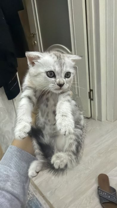 продаю шотландскую кошечку