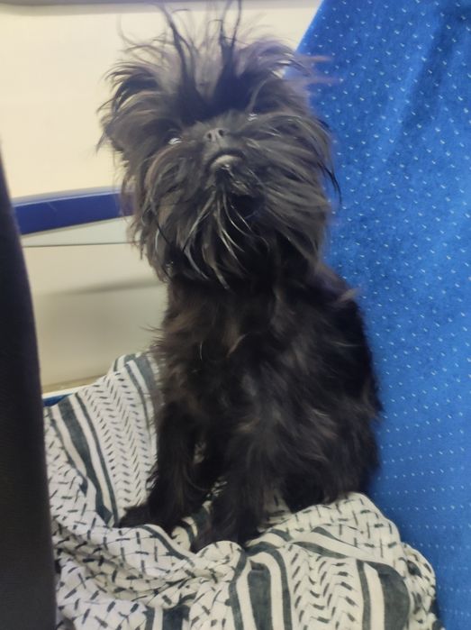 Аффенпинчер ,щенки СКК