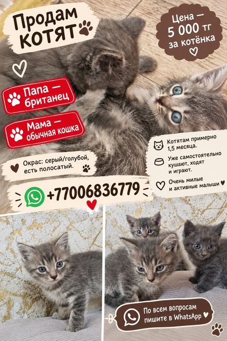 Продам котят 1,5 месяц