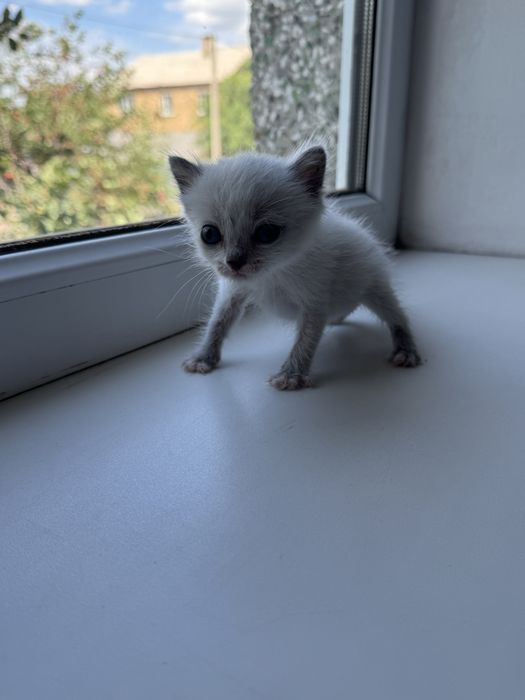 Отдам котенка девочку