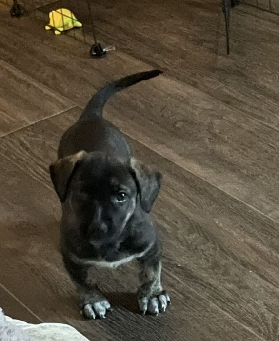 Стафорд девочка 2 месяца