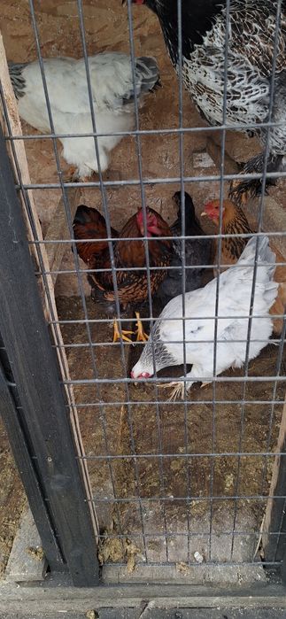 Cocoș Wyandotte Gsg