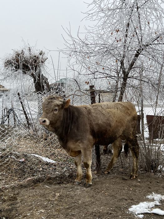 Продам бычки на откорме