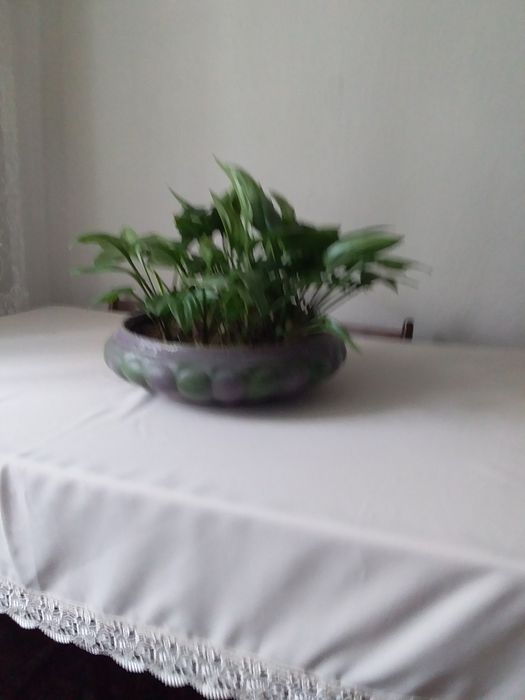 Продам комнатный цветок дремиопсис