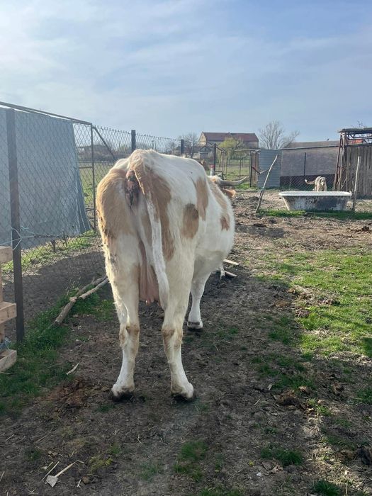 Vaca gestanta bălțată