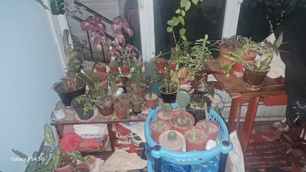 Продам цветы очень дёшево много видов цветы есть.