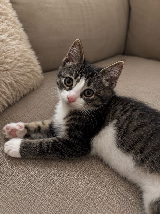 Котенок девочка 2 месячный