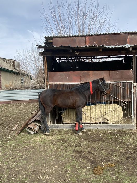 Көкпар айғыр сатылады…