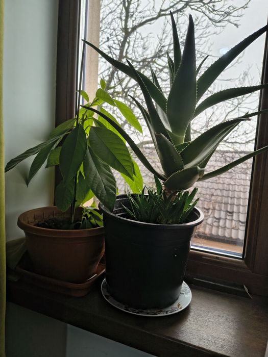 Vând aloe Vera și avocado