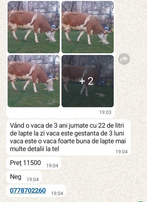 Animale domestice