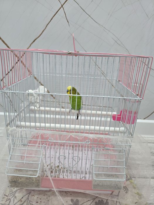Продаётся Попугай