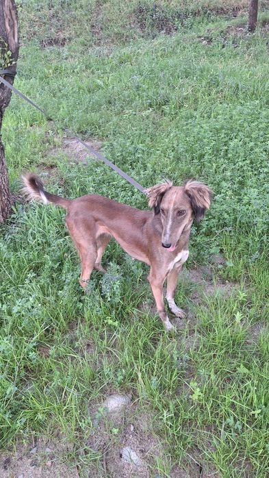 Тазы 1 жасар ұрғашы