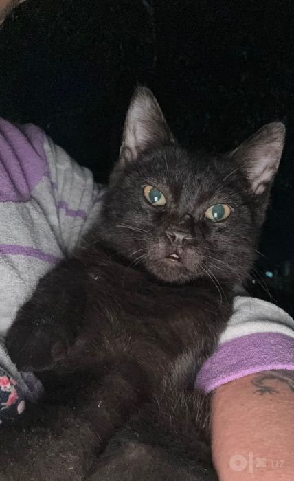 Котята домашние маленькие