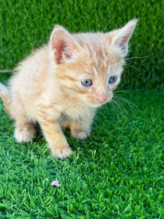Котенок мальчик и девочка