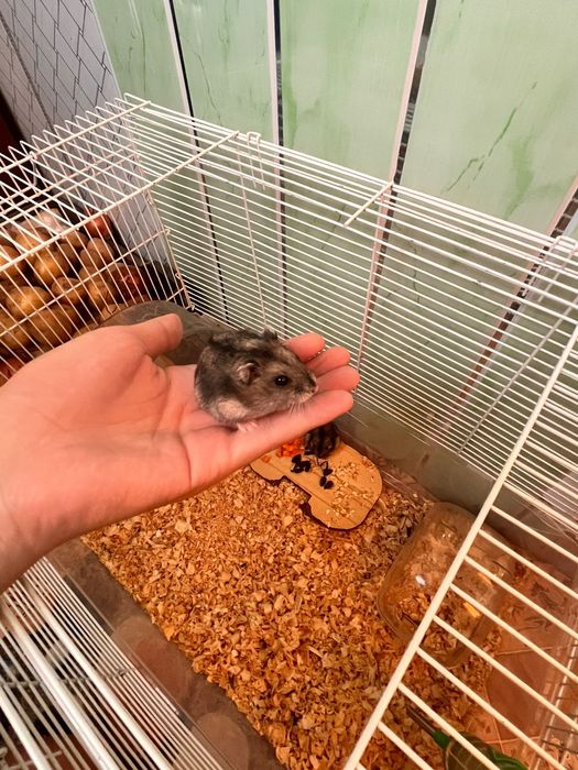 Хомяк жунгар.500т.