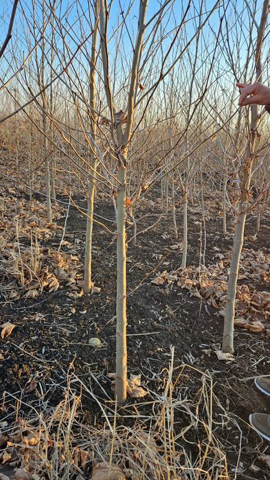 Plante ornamentale aclimatizate