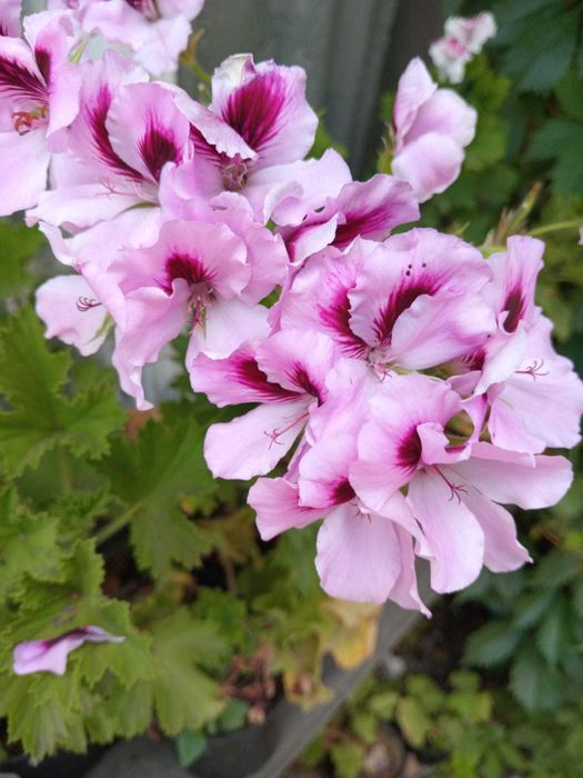 продаю  королевскую герань