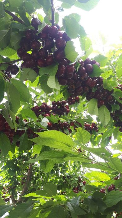 Сертификат берамиз кучатларга