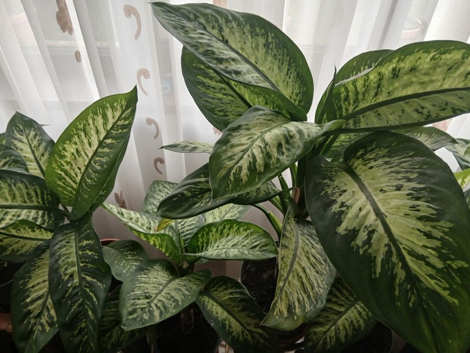 Vând flori dieffenbachia superbe