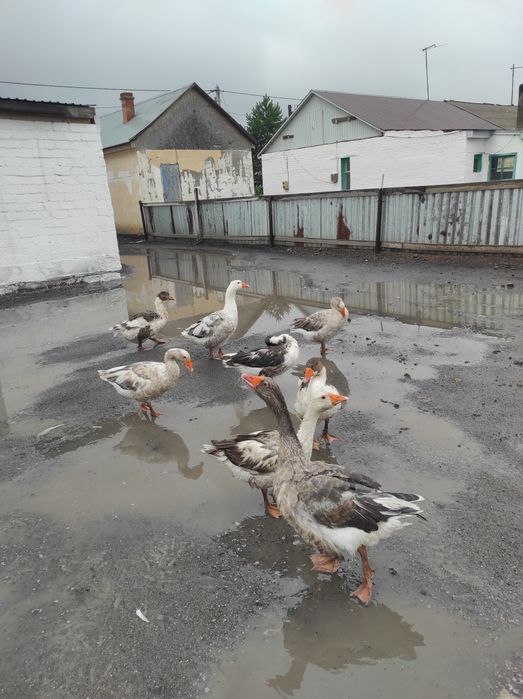 Үй қаздарын сатам, продам дом гусей