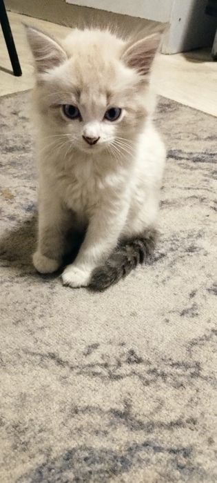 Отдам в добрые руки котят