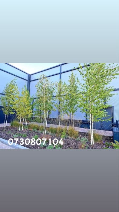 De vânzare- Mesteceni