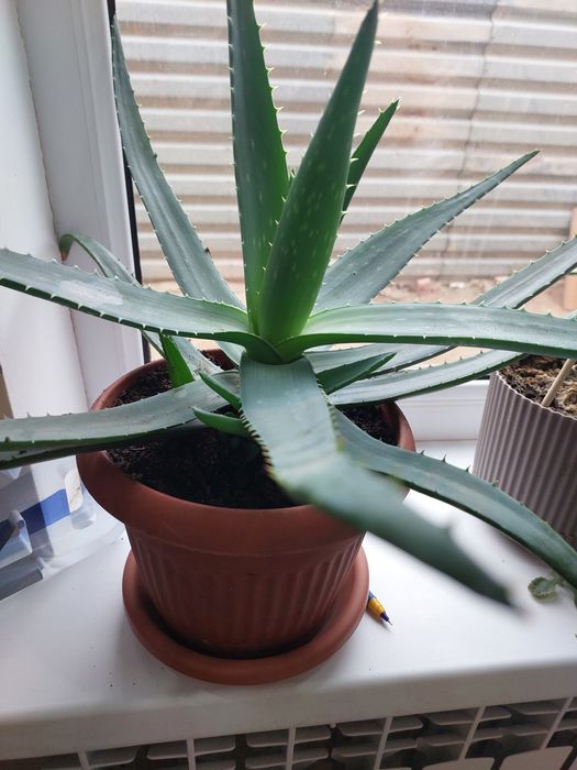 Цветы алоэ- вера