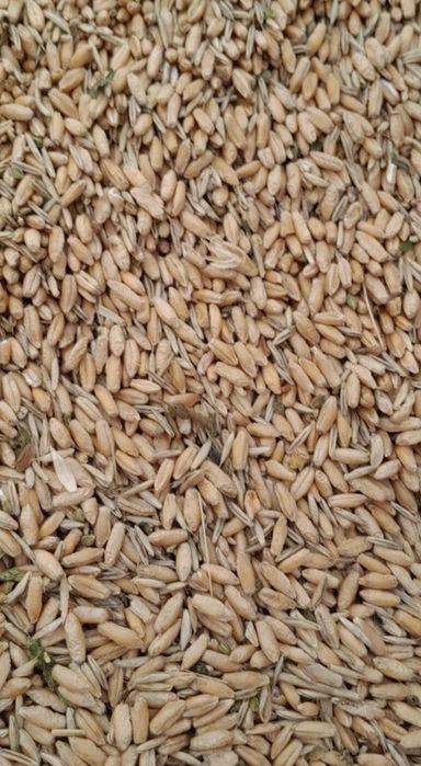 Triticale de vânzare