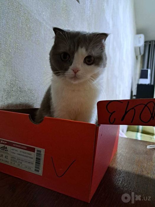 Отдам даром кошку
