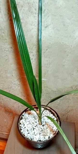 Продам Финиковая пальма - символ мира, добра, богатства и благополучия