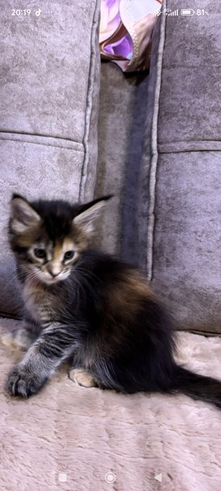 Продам  котят Мейн-Кун.