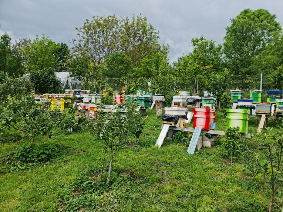 Vand familii de albine cluj napoca
