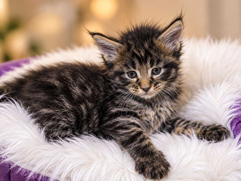 Pui de Maine Coon