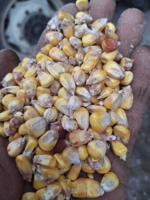 Vand porumb boabe 0.75 lei/kg