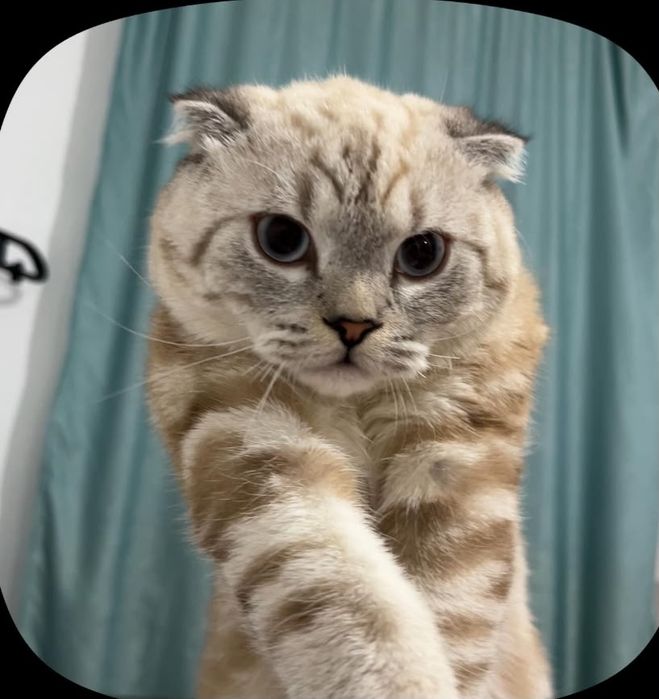 Scottish Fold  шотландиялық вислоухий мысық