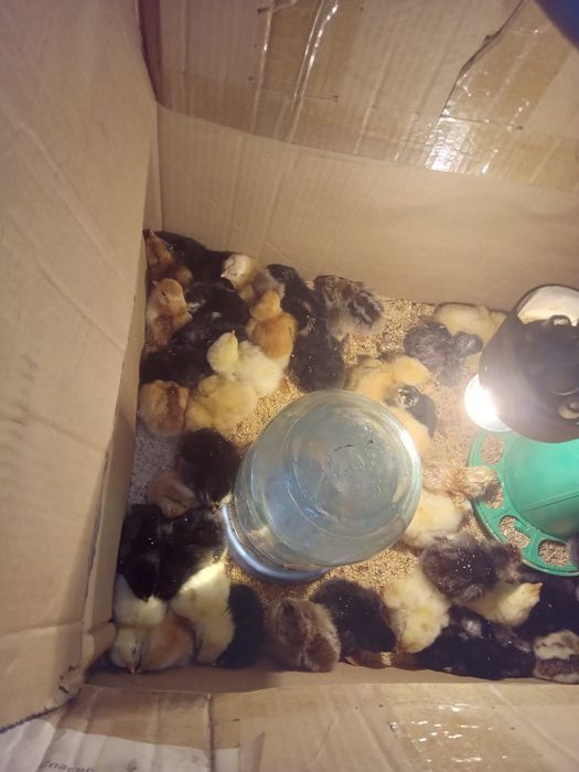 Продам домашних цыплят.
