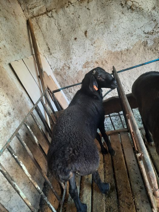 Qurbonlikga qo'chqor sotiladi