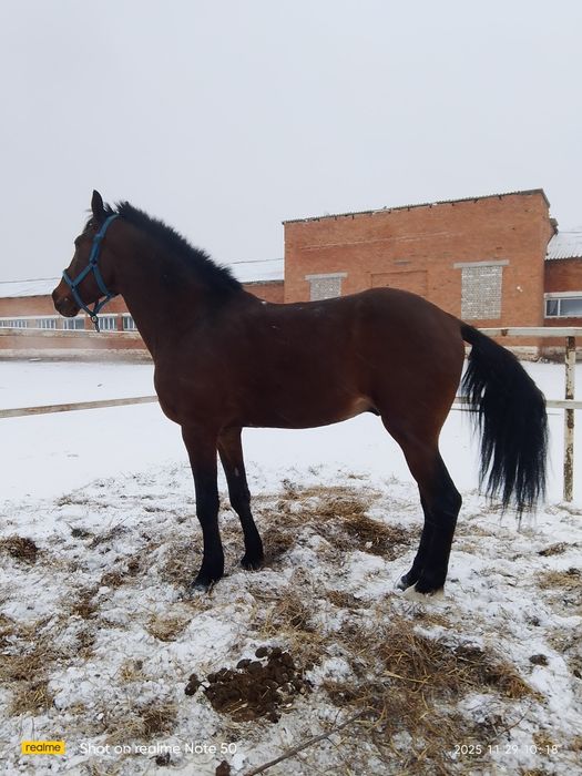 Продаётся  жеребец орловской породы